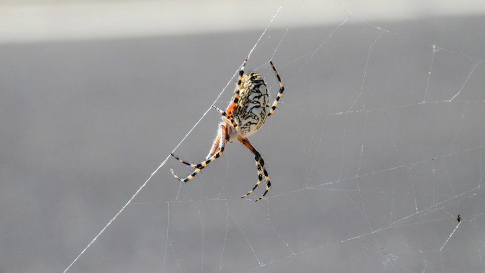 araxni spider